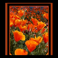 20x30 Mothers Poppys